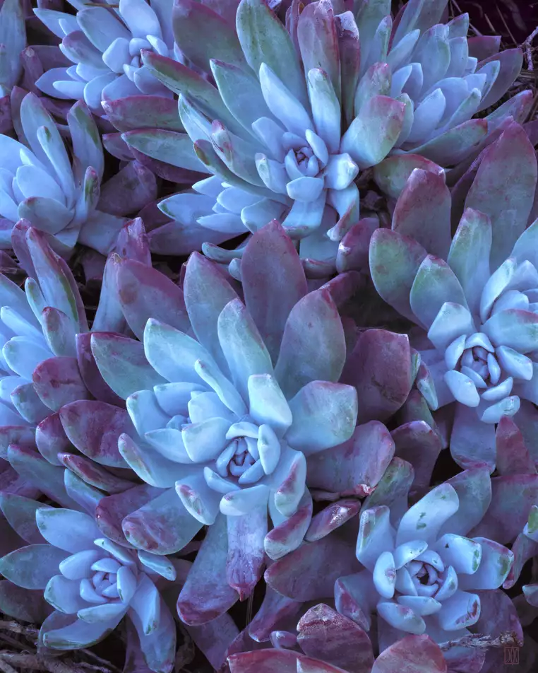Bluff lettuce, Point Lobos, California