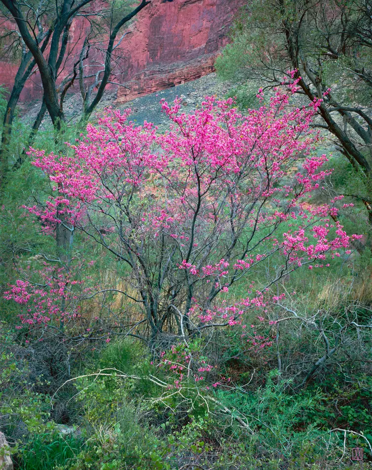 Redbud, Grand Canyon, Arizona