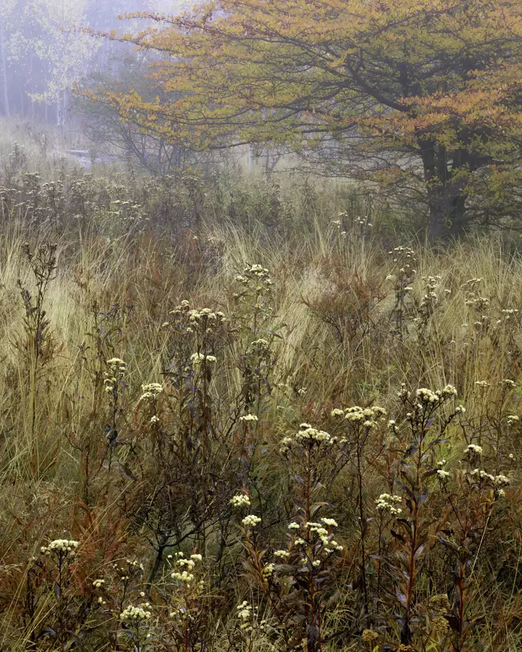 Great Meadow, Acadia National Park, Maine