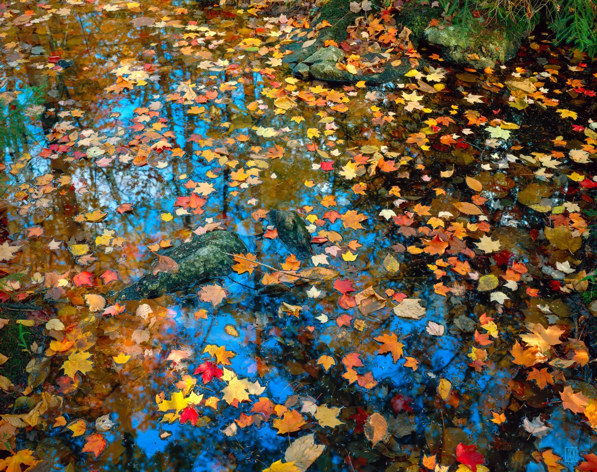 The starry pond, Acadia National Park, Maine
