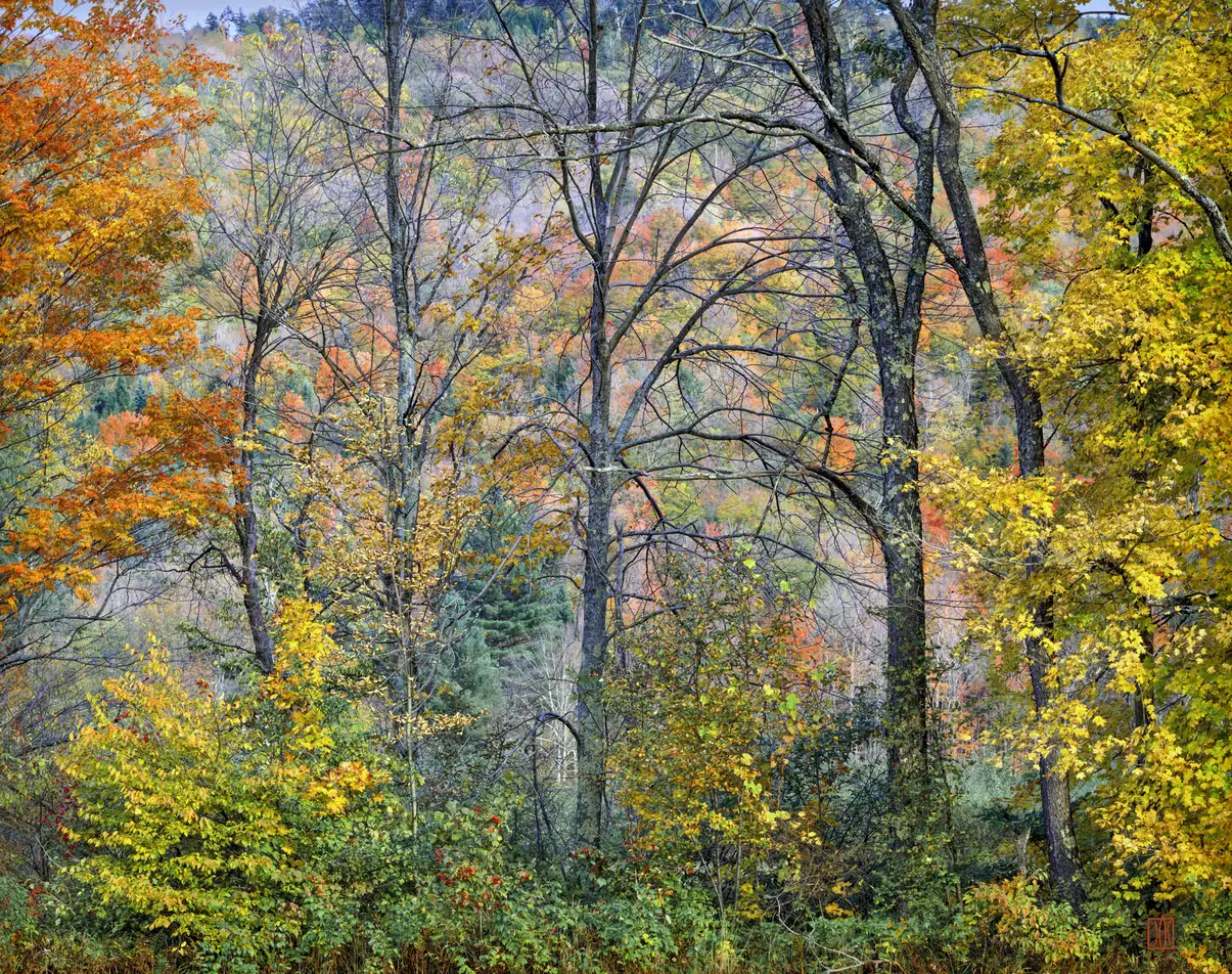 Trees in a field, Vermont