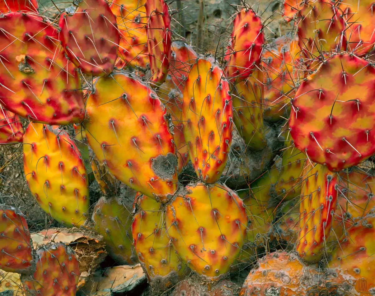 Prickly pear on the Rio Grande, Texas