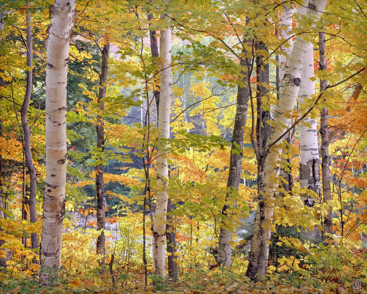 Maples and birches #2, White Mountains, New Hampshire
