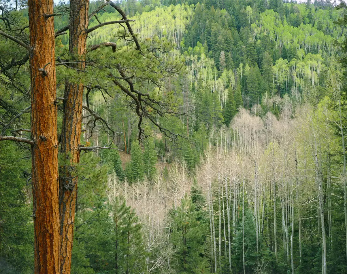 Forest, Kaibab Plateau, Arizona