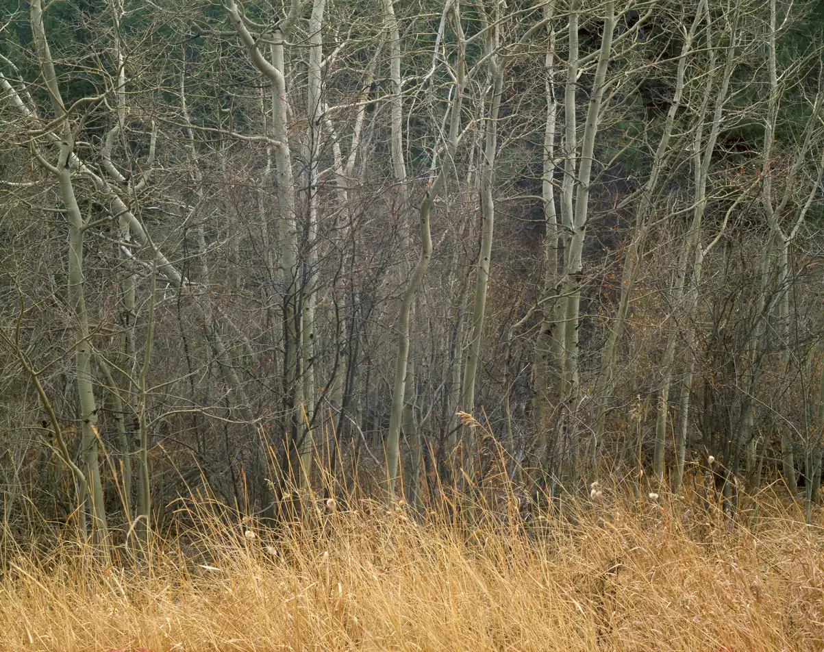 Aspens and grass, Colorado