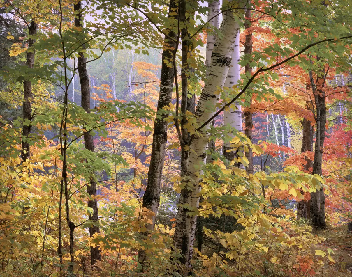 Maples and birches #3, White Mountains, New Hampshire
