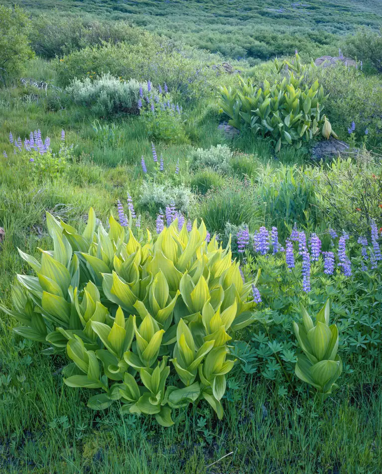 Corn lily and lupine, Minarets Wilderness, California